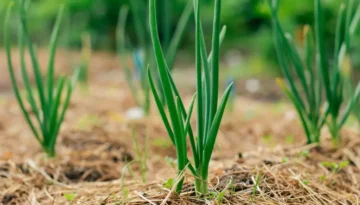 ¿Qué es el rango de pH y cómo afecta a tus plantas?