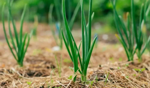 ¿Qué es el rango de pH y cómo afecta a tus plantas?